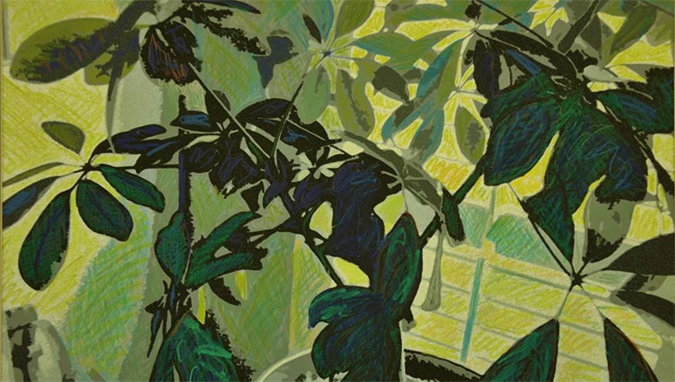 Schefflera Schefflera