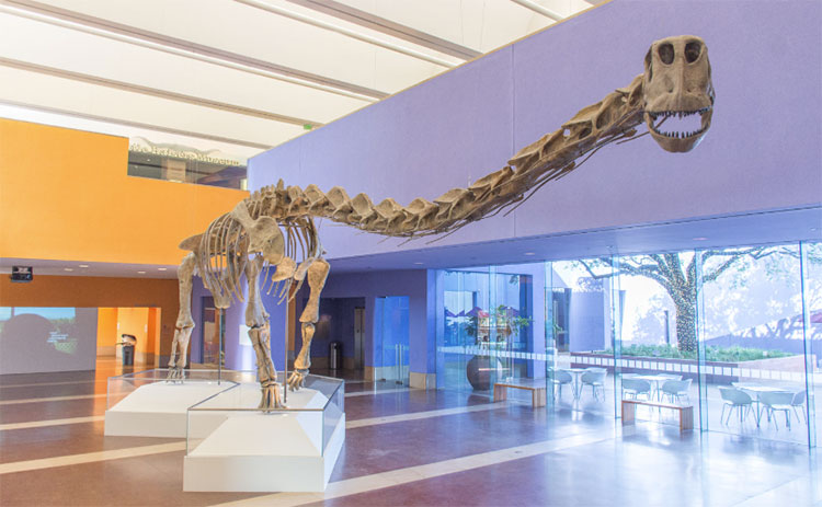 PALUXYSAURUS JONESI