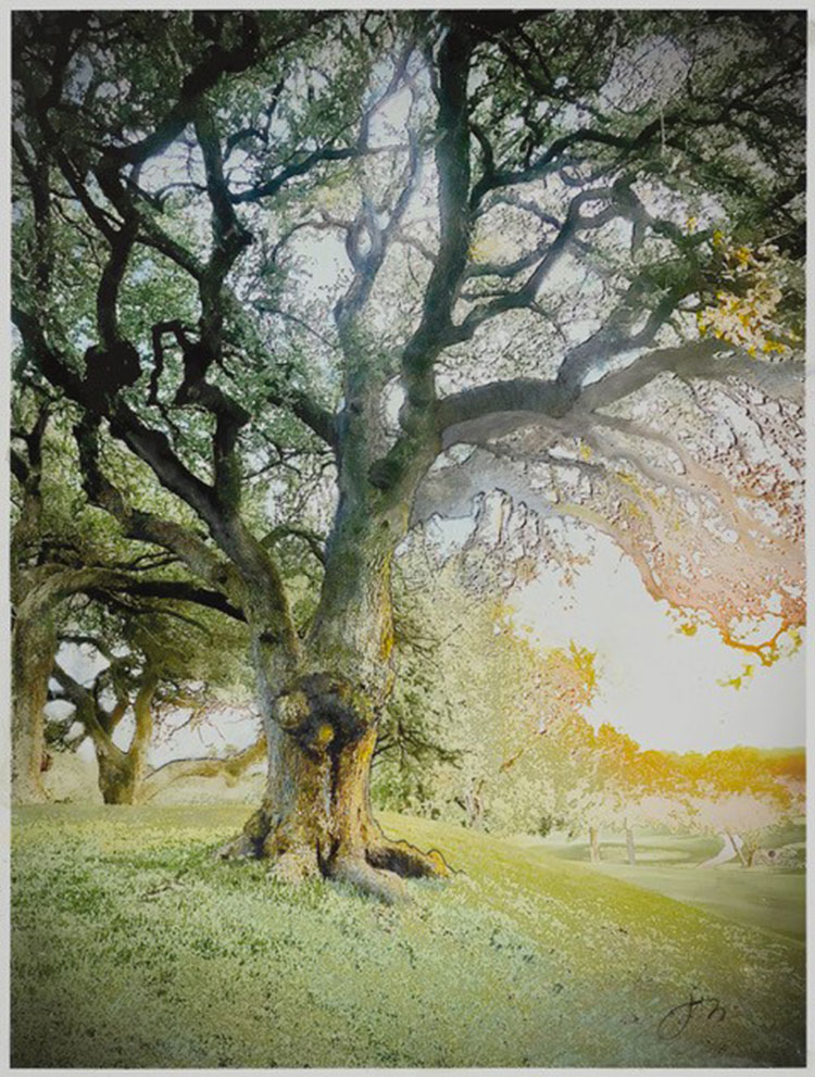 Dawn at Number Three, Live Oak