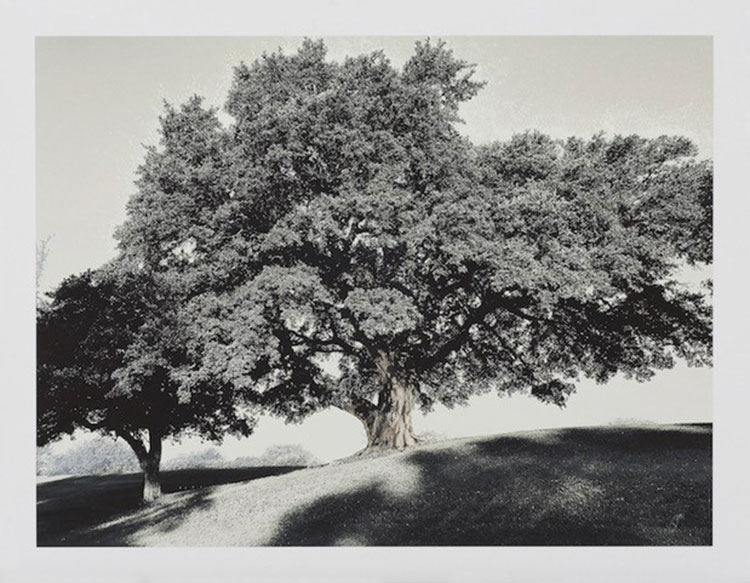 Live Oak,  Number Three Fairway 