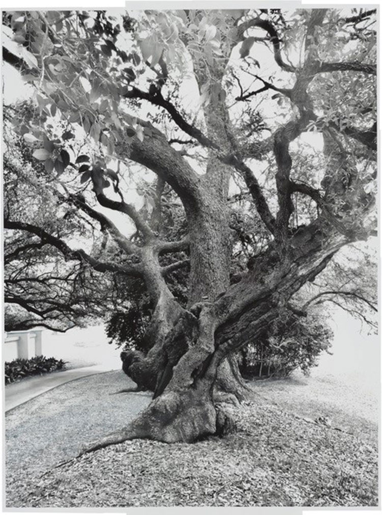 Live Oaks at Number Six