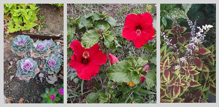 Plantings