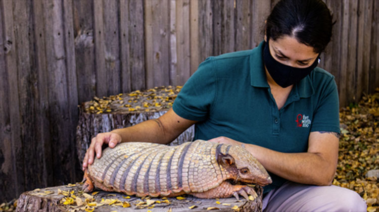 Armadillo